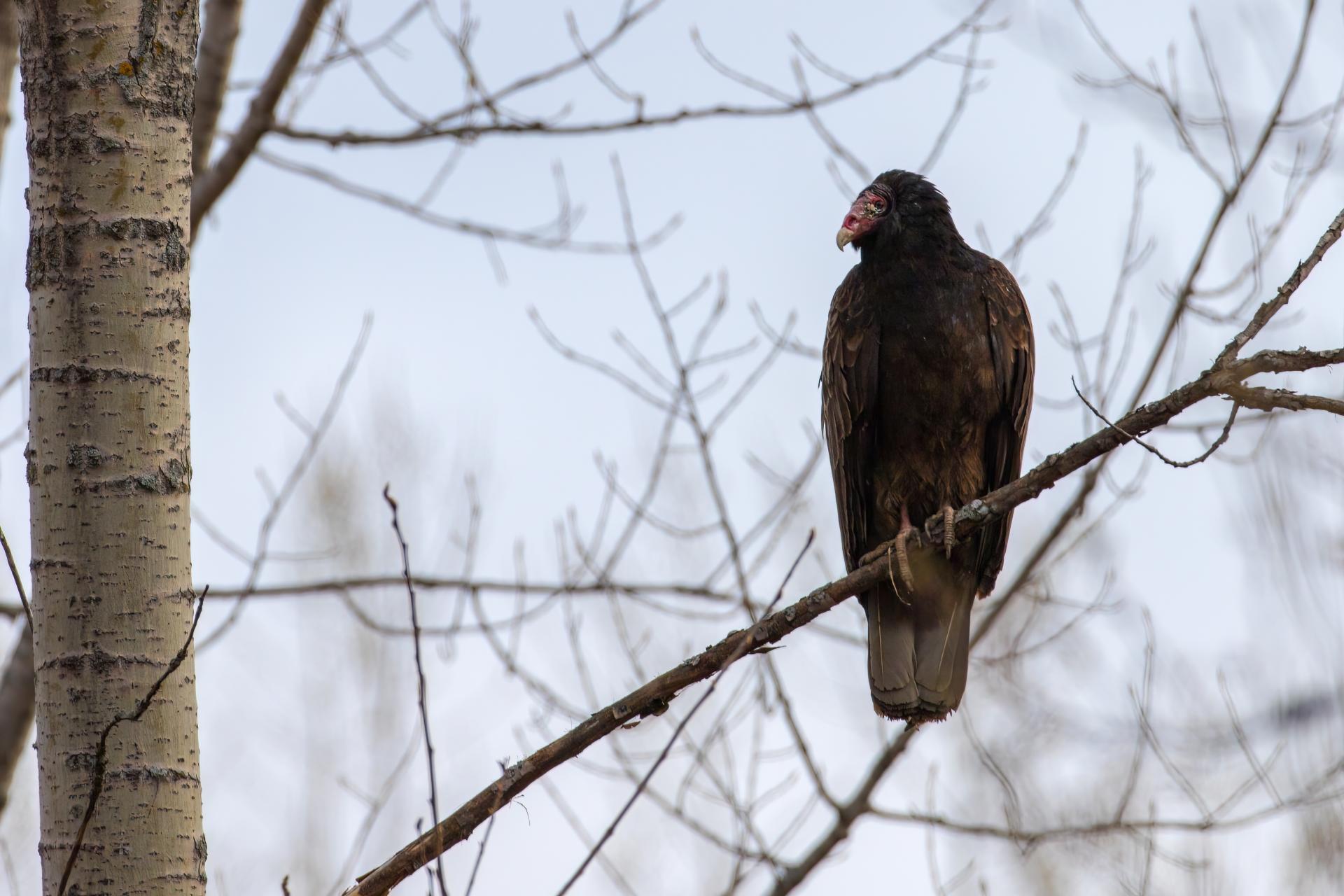 urubu-a-tete-rouge-turkey vulture